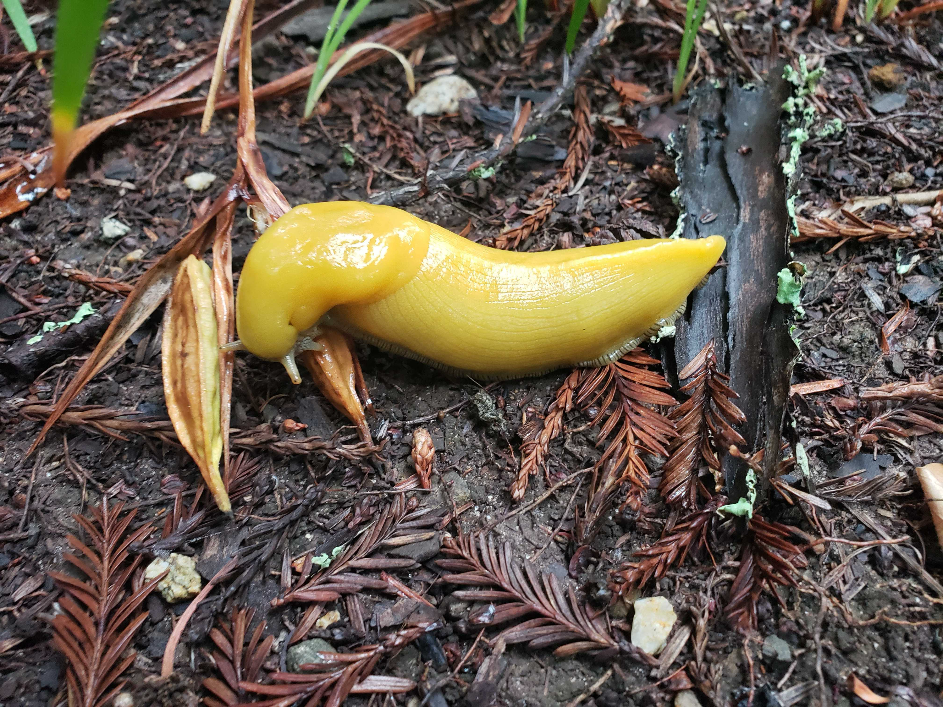 slug